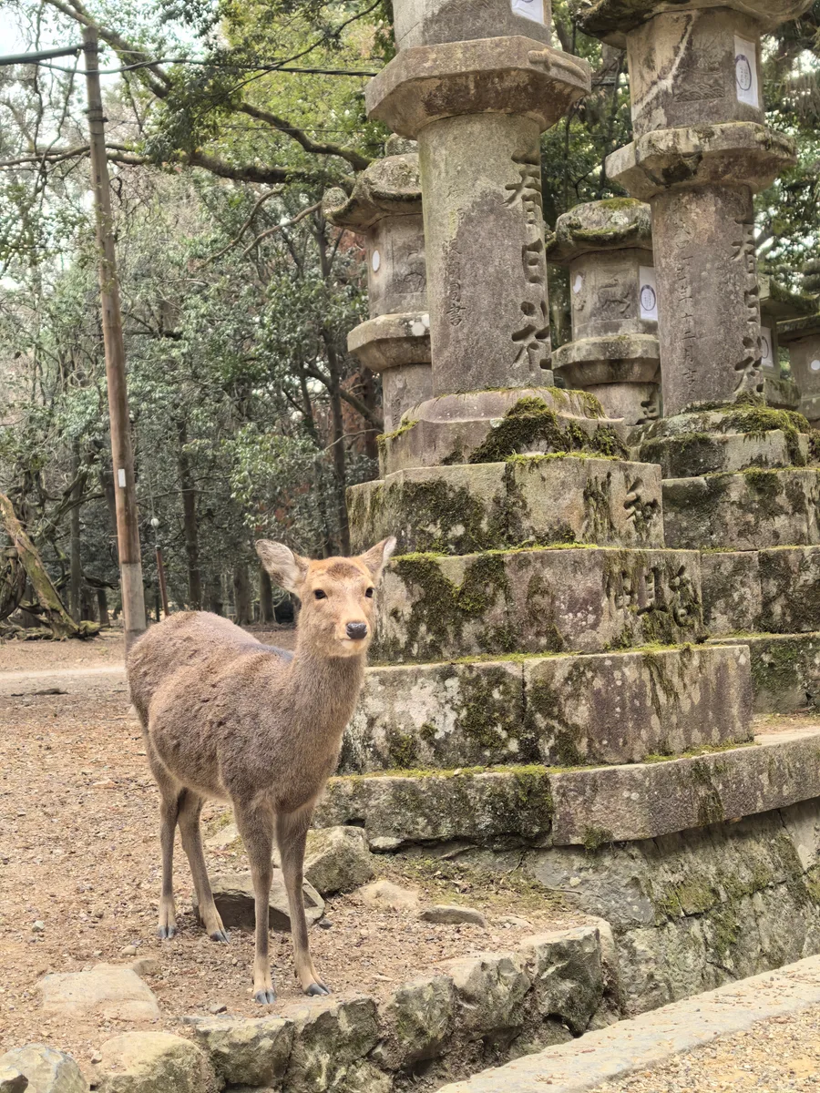 大阪到东京旅行照片 081