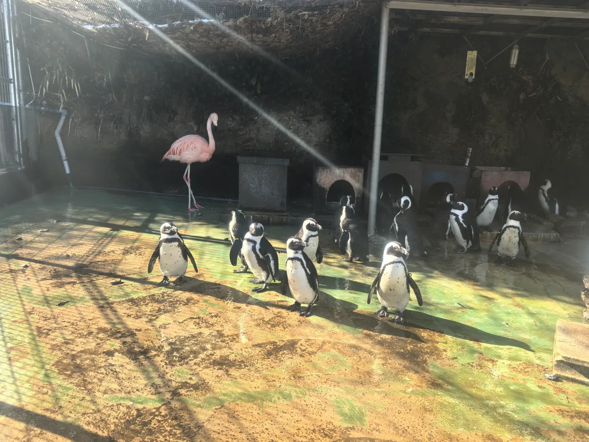 大阪到东京旅行照片 394